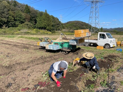 収穫後50日以上熟成済み！紅はるか、栗かぐや、すずほっくり詰合わせ5キロセット