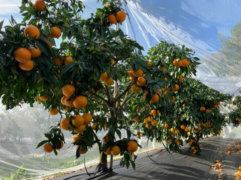 旬の柑橘３種のセット５ｋｇ
（みかん系の柑橘が入ることが多いです）