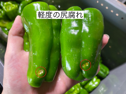 ※本日最終セール※【訳あり詰め合わせ】採れたてピーマン４kg