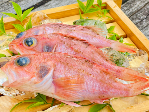 【縁起の赤魚】夢みる夢カサゴ！お手ごろサイズの夢カサゴ2kg/(8-10尾前後×２pc)