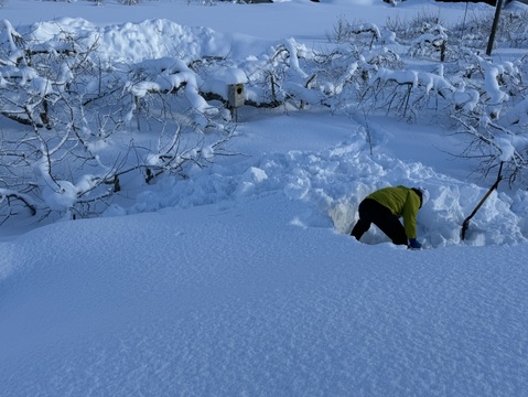 爽やかな酸味が残暑の頃に最高！青森県産シナノドルチェ　家庭用5キロ