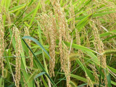 【玄米】水田にもこだわりコシヒカリ（玄米2kg）