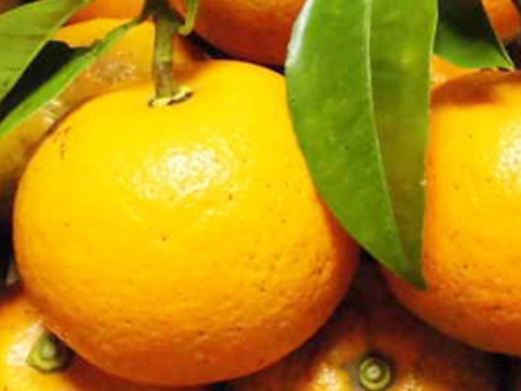 【光電子水利用】無農薬パワー橙（だいだい）5kg