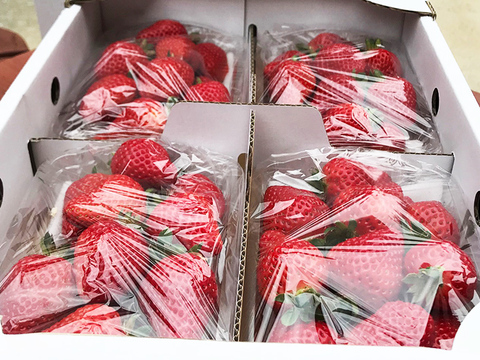 【GW頃迄の数量限定】自然栽培のいちごセット(1箱4パック入り)