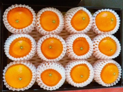 ゼリーのような新食感「愛媛マドンナ」5kg