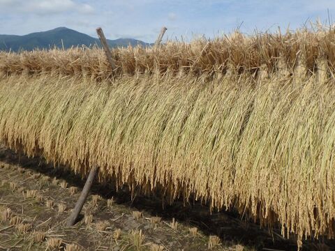 【30年産】八ヶ岳 山のカエル米 (玄米) 2kg