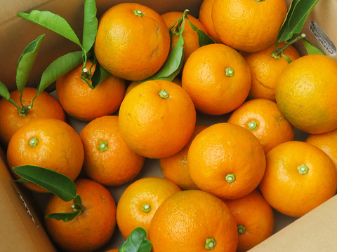 【光電子水利用】無農薬パワー橙（だいだい）3kg