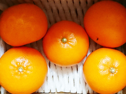 甘みと香り漂う!「せとか」5kg「愛媛県産」