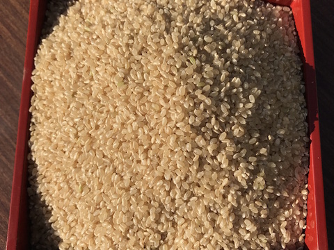 令和4年産・新米【玄米】自家採種のみで育ったお米 20kg
