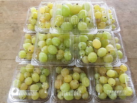 ブドウ*おまかせパックセット 2kg箱