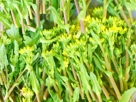 貴重！春のお目覚め＊冬越え・菜花のつぼみ800ｇ
～農薬/化学肥料・不使用