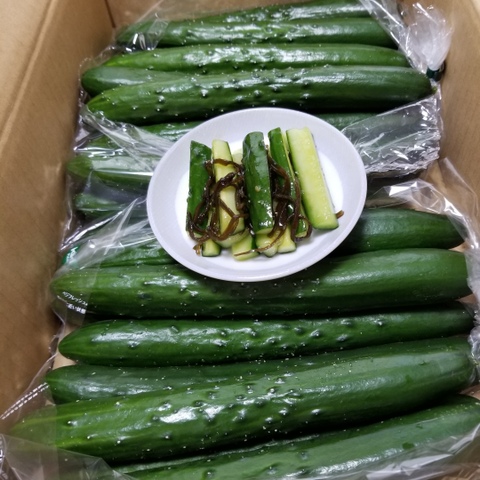 海外並行輸入正規品 朝採り！信州産きゅうりA品2kg（箱重量込・正味1.8㎏）：長野県 野菜
