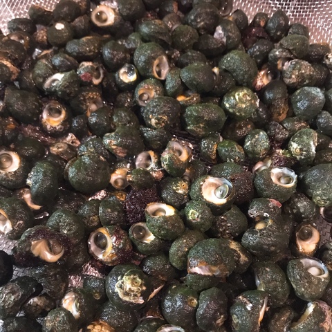やめられない 止まらない ビナ貝 1kg 大きさは画像2で確認してください 福岡県のレビュー一覧 食べチョク 農家 漁師の産直ネット通販 旬の食材を生産者直送