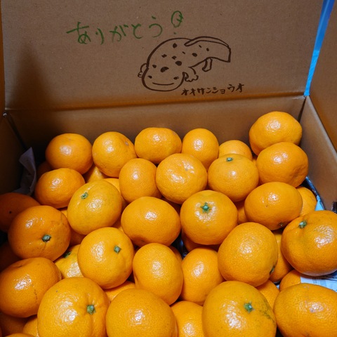 10kg】有田みかんS～Lサイズ混合：和歌山県の投稿｜食べチョク｜産地