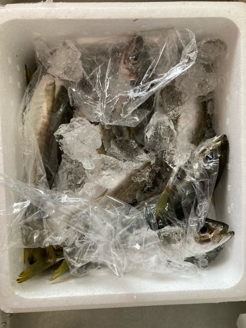 かんさんが恭栄丸さんの お買い得 秋田県産天然アジbox 真鯵 が 届いたよ を投稿しました 食べチョク かんさんが恭栄丸さんの お買い得 秋田県産天然アジbox 真鯵 が 届いたよ を投稿しました 食べチョク