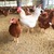 【平飼い30個】酵母を与えて育った平飼いたまご30個（元気たまご）