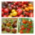 【太陽さんさん露地トマト1.6ｋｇ～】マイクロ・ミニトマト・ミディサイズカラフルミックス🍅　400gパック×４個入り。