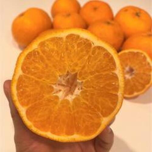 ポンカンと清見の良いとこどりっ！はるみみかん箱込み約3ｋｇ（本州の方限定）