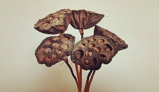 数量限定 蓮台 ハス 10個 スワッグやしめ縄やドライフラワー作りに 愛知県産 食べチョク 農家 漁師の産直ネット通販 旬の食材を生産者直送