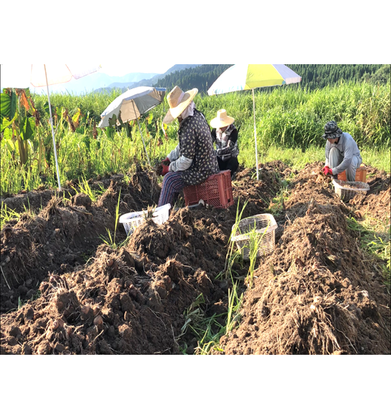 ビーチパラソルが欠かせません 食べチョク 産地直送 産直 お取り寄せ通販 農家 漁師から旬の食材を直送