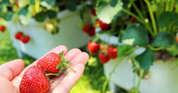 いちごの水やり完全ガイド！プランターで枯らさないコツと甘くする技