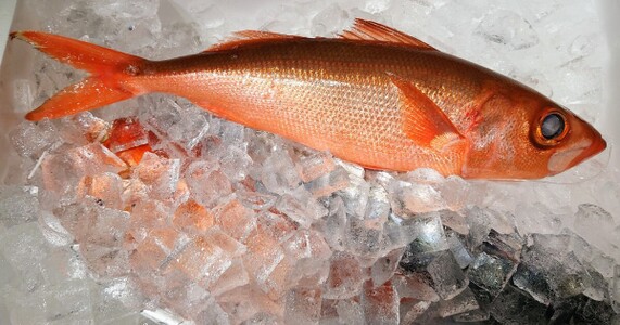 魚の締め方とは｜活き締めから神経締めまで目的別に解説