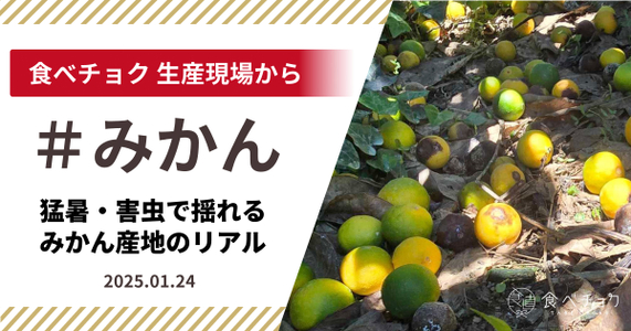 【食べチョク 生産現場から ＃みかん】猛暑・害虫で揺れるみかん産地のリアル 