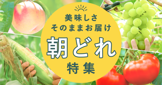 【朝どれ直送】採れたてみずみずしい美味しさをそのままお届け！朝どれ野菜＆果物特集
