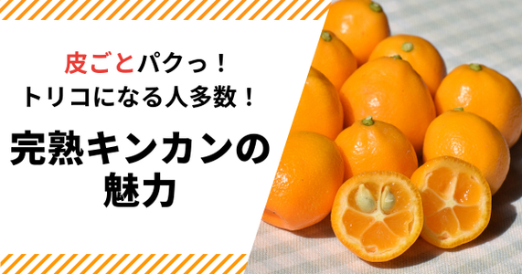 皮ごとパクっ！食べる手が止まらない『完熟キンカン』の魅力とは？