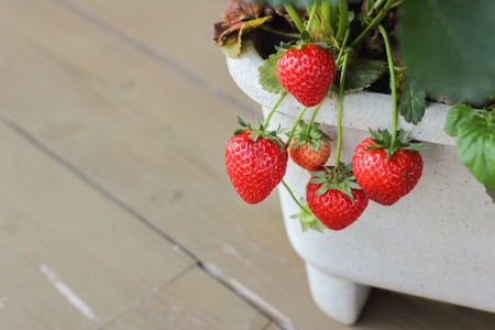 プランターいちごの冬越し完全ガイド｜春の豊作を叶える休眠中の正しい育て方