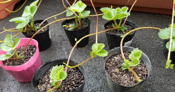 いちごランナーの扱い方！切るか伸ばすかの判断基準と増やし方のコツ