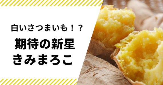 白い皮に黄金色の果肉。10年の歳月が生んだ新しいさつまいも「きみまろこ」
