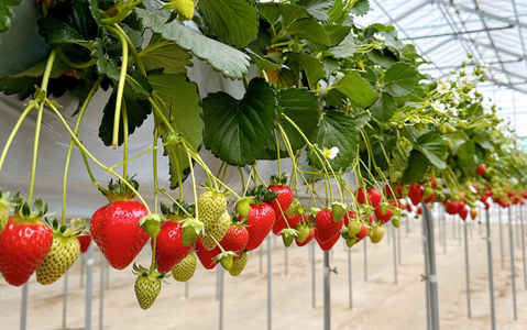 埼玉県オリジナルいちご品種特集②｜コク深い、濃厚な甘さ。美味しさを追求した希少品種「かおりん」の魅力に迫る