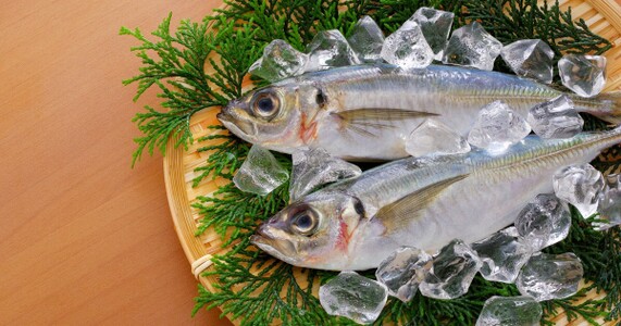 夏が旬の魚一覧｜種類・選び方・調理法を徹底解説