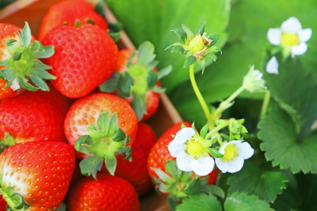 いちごの育て方｜プランター栽培のコツと収穫を成功させる全手順