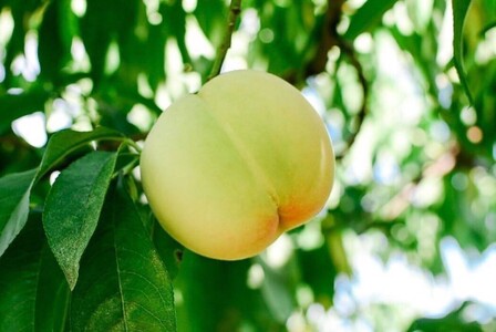 桃の奥深い世界～白麗編～