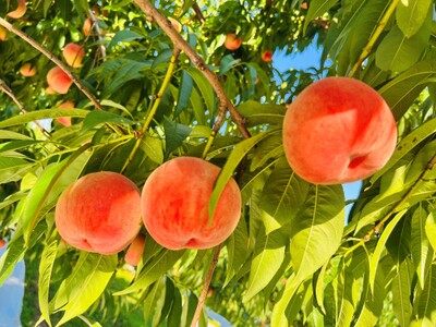 桃の奥深い世界～おどろき編～