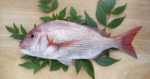 脳締めの刺す位置がわからない？魚種別の正確な目安を解説