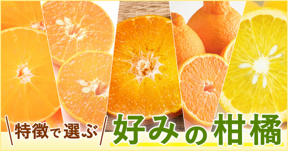 【推し柑橘を探そう！】この冬食べたい注目の「柑橘」を一挙ご紹介！