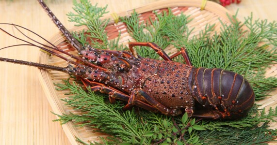 11月旬の魚の選び方｜スーパー・産直で使える目利き術