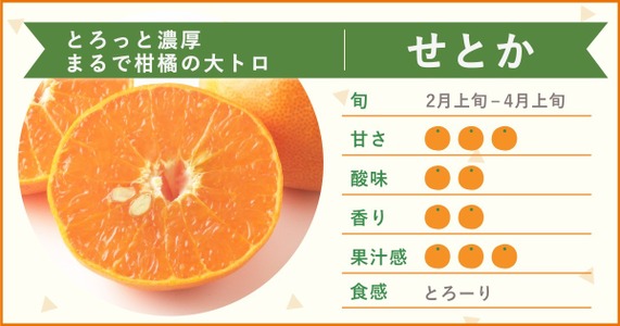 【柑橘界の大トロ】「せとか」を大特集！溢れる果汁の虜になること間違いなし！
