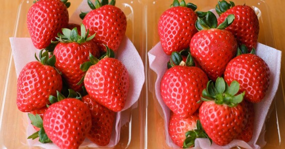 いちごあまりん直売所ガイド｜完熟の大玉を確実に手に入れる方法