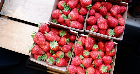 いちご直売所の探し方ガイド！週末のお出かけで失敗しない農園選び