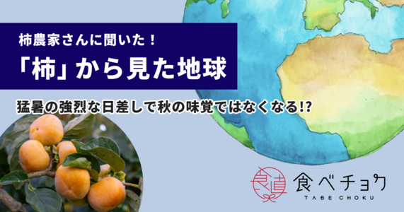 柿農家さんに聞いた！＜柿からみた地球＞　猛暑の強烈な日差しは柿にも影響があった！？