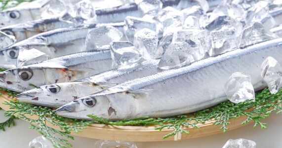 今が旬の魚はどれ？月別早見表と美味しい理由を解説