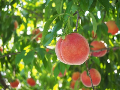 桃の奥深い世界～玉うさぎ編～