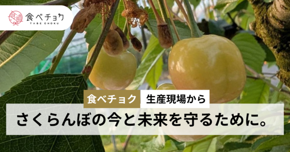 【食べチョク 生産現場から ＃さくらんぼ】さくらんぼの今と未来を守るために。山形・ひらっち農園さんの声