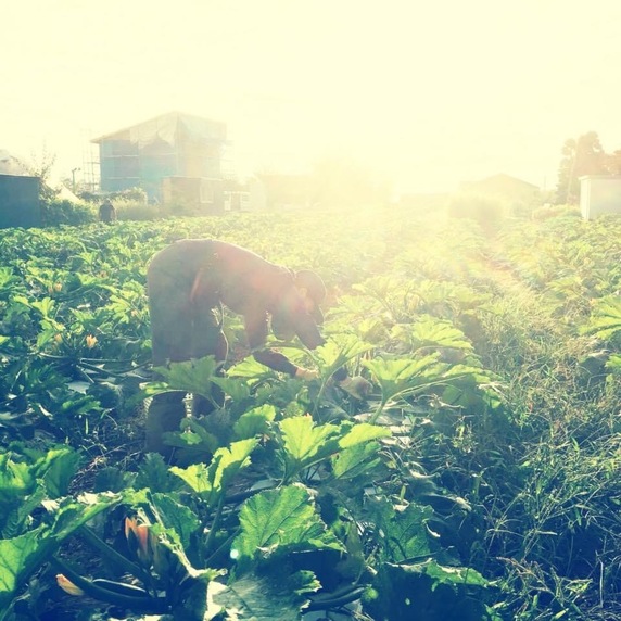 Minami Farm