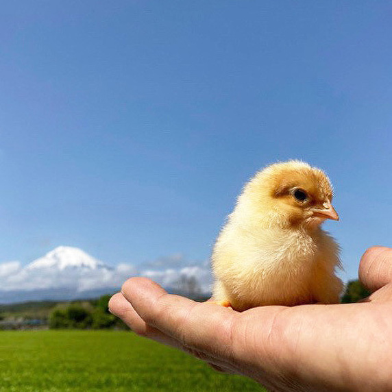 223EGG -FUJISAN EGG-