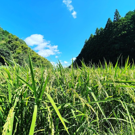 栗 Farm